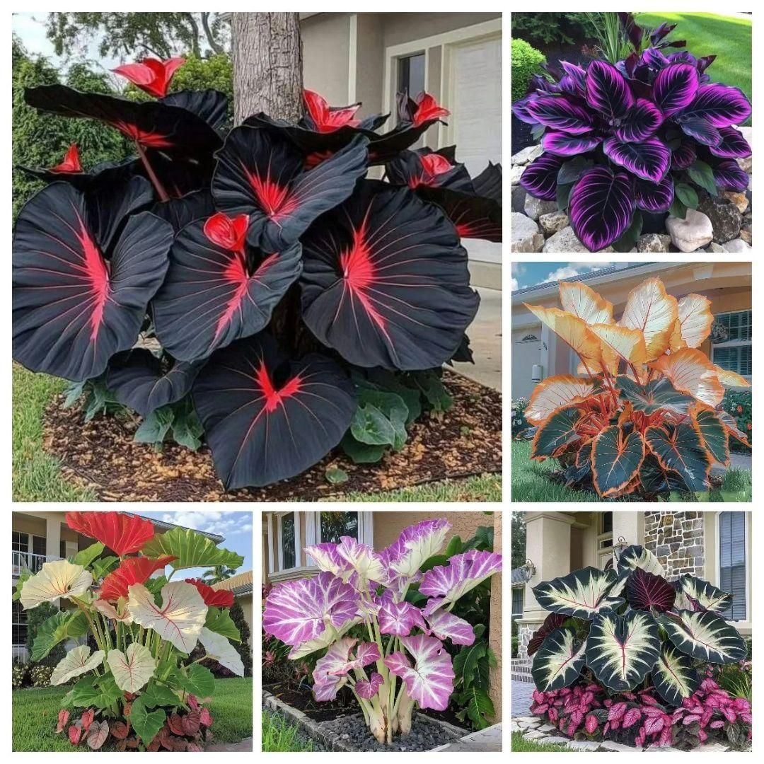 Black Hosta Seeds + Plant Growth Serum Free | Exotic Seeds | Multicolor