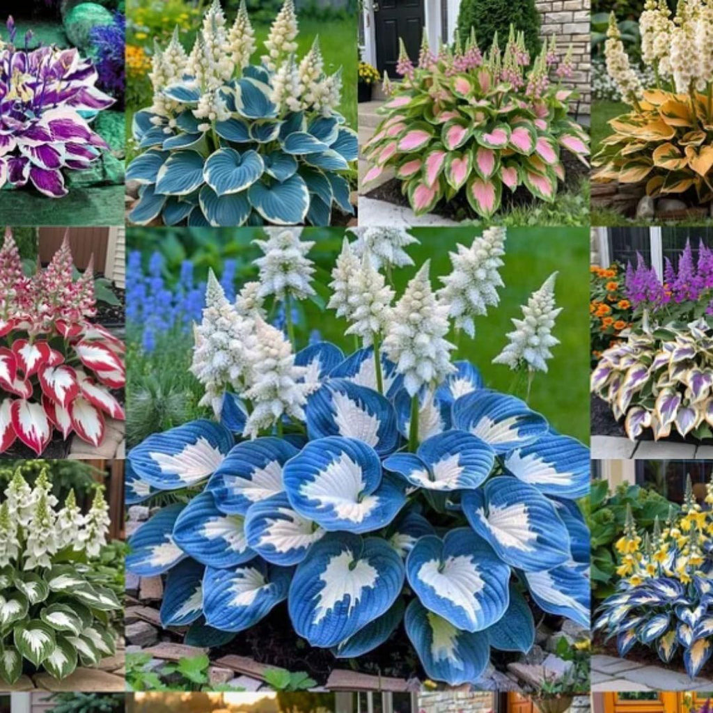 Shade-Tolerant and Cold-Hardy Hosta Flowers | Must Have | Home Essentials
