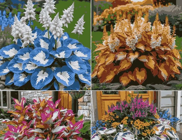 Shade-Tolerant and Cold-Hardy Hosta Flowers | Must Have | Home Essentials